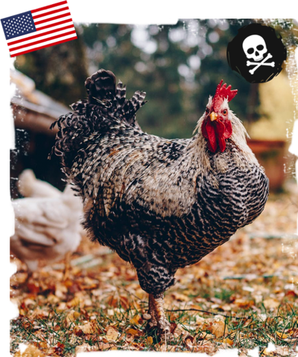 USA